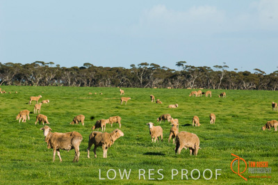 August 2007 / SA_RURAL_236__070803_ABB_GRAIN_148_070803