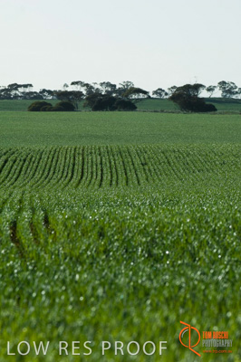 August 2007 / SA_RURAL_237__070803_ABB_GRAIN_131_070803