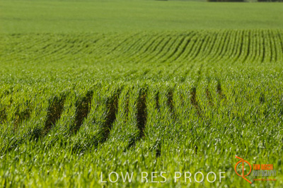 August 2007 / SA_RURAL_238__070803_ABB_GRAIN_129_070803