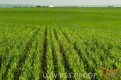 August 2007 / SA_RURAL_239__070803_ABB_GRAIN_127_070803