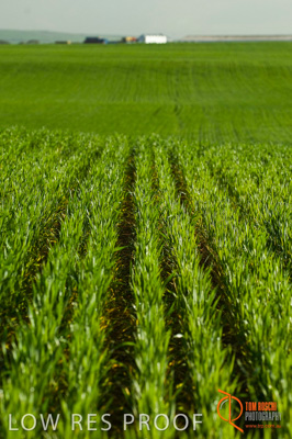 August 2007 / SA_RURAL_240__070803_ABB_GRAIN_122_070803