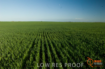 August 2007 / SA_RURAL_242__070803_ABB_GRAIN_110_070803