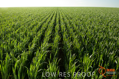 August 2007 / SA_RURAL_243__070803_ABB_GRAIN_107_070803