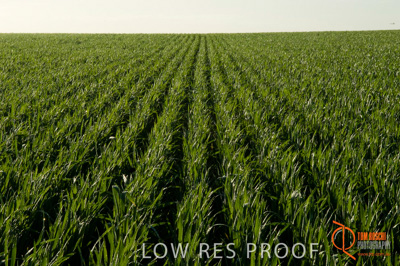 August 2007 / SA_RURAL_244__070803_ABB_GRAIN_105_070803