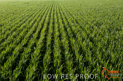 August 2007 / SA_RURAL_245__070803_ABB_GRAIN_103_070803