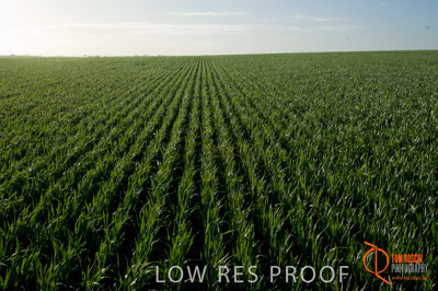 August 2007 / SA_RURAL_246__070803_ABB_GRAIN_101_070803