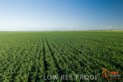 August 2007 / SA_RURAL_247__070803_ABB_GRAIN_088_070803