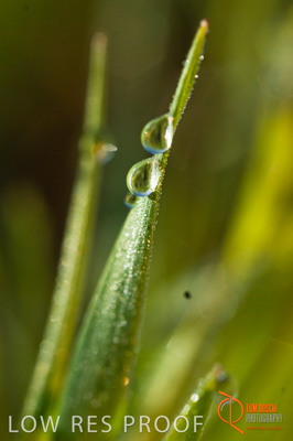 August 2007 / SA_RURAL_249__070803_ABB_GRAIN_084_070803