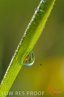 August 2007 / SA_RURAL_252__070803_ABB_GRAIN_079_070803