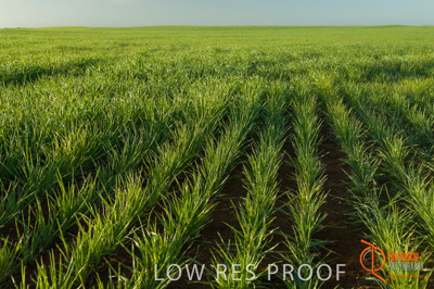 August 2007 / SA_RURAL_254__070803_ABB_GRAIN_076_070803