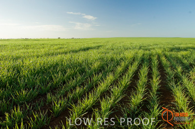 August 2007 / SA_RURAL_255__070803_ABB_GRAIN_074_070803