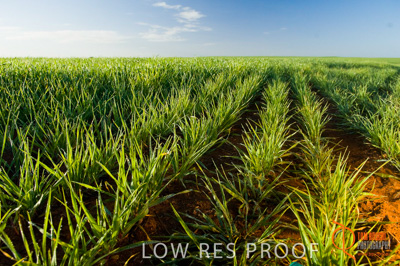 August 2007 / SA_RURAL_257__070803_ABB_GRAIN_072_070803