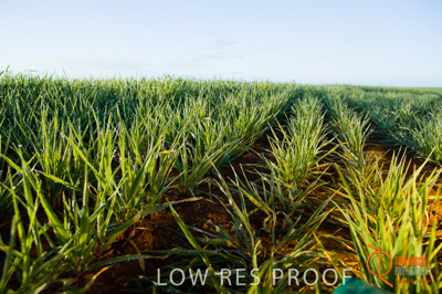 August 2007 / SA_RURAL_258__070803_ABB_GRAIN_069_070803