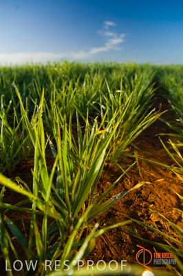 August 2007 / SA_RURAL_261__070803_ABB_GRAIN_060_070803