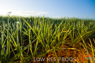 August 2007 / SA_RURAL_262__070803_ABB_GRAIN_058_070803