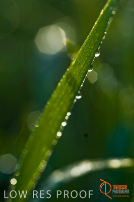 August 2007 / SA_RURAL_263__070803_ABB_GRAIN_057_070803