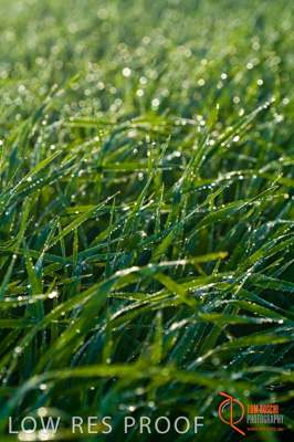 August 2007 / SA_RURAL_264__070803_ABB_GRAIN_056_070803