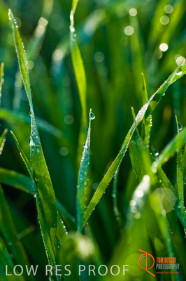 August 2007 / SA_RURAL_265__070803_ABB_GRAIN_052_070803