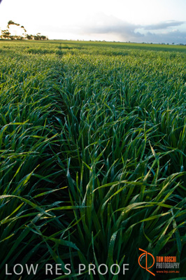 August 2007 / SA_RURAL_267__070803_ABB_GRAIN_038_070803