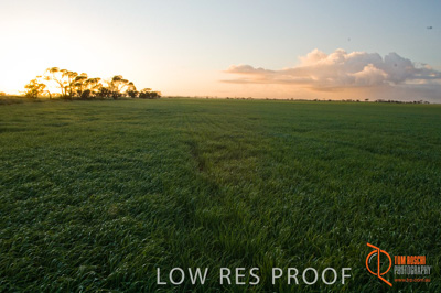 August 2007 / SA_RURAL_270__070803_ABB_GRAIN_022_070803