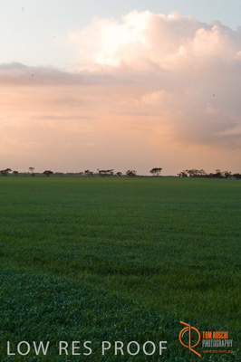 August 2007 / SA_RURAL_274__070803_ABB_GRAIN_019_070803