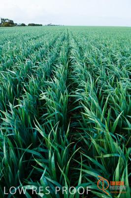 August 2007 / SA_RURAL_278__070803_ABB_GRAIN_006_070803