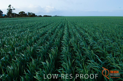 August 2007 / SA_RURAL_279__070803_ABB_GRAIN_003_070803