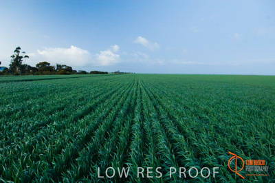 August 2007 / SA_RURAL_280__070803_ABB_GRAIN_001_070803