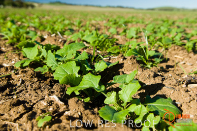 June 2007 / SA_RURAL_288__070615_ABB_493_070615