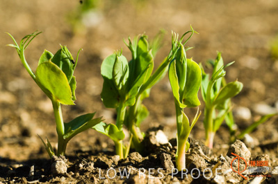 June 2007 / SA_RURAL_290__070615_ABB_484_070615