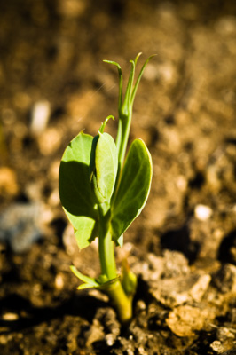 June 2007 / SA_RURAL_293__070615_ABB_476_070615