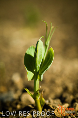 June 2007 / SA_RURAL_295__070615_ABB_473_070615