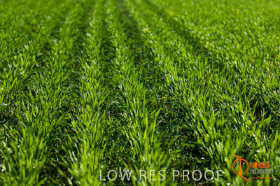 June 2007 / SA_RURAL_304__070615_ABB_349_070615