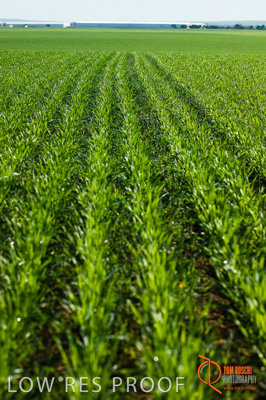 June 2007 / SA_RURAL_305__070615_ABB_343_070615