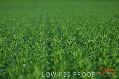 June 2007 / SA_RURAL_314__070615_ABB_323_070615