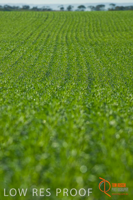 June 2007 / SA_RURAL_316__070615_ABB_314_070615