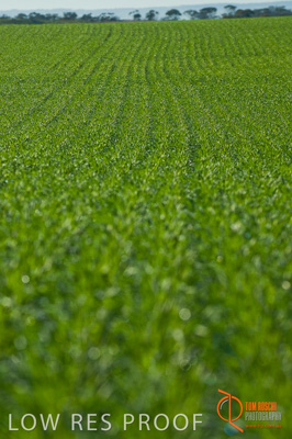 June 2007 / SA_RURAL_317__070615_ABB_312_070615