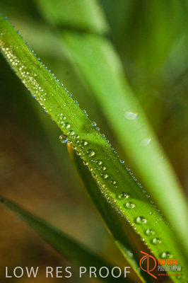 June 2007 / SA_RURAL_326__070615_ABB_273_070615