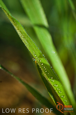 June 2007 / SA_RURAL_327__070615_ABB_271_070615