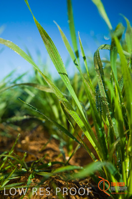 June 2007 / SA_RURAL_328__070615_ABB_267_070615