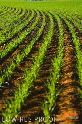 June 2007 / SA_RURAL_336__070615_ABB_235_070615