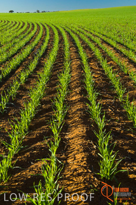 June 2007 / SA_RURAL_339__070615_ABB_229_070615