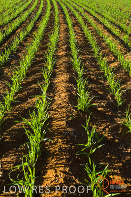 June 2007 / SA_RURAL_340__070615_ABB_227_070615