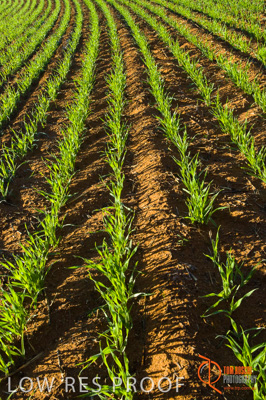 June 2007 / SA_RURAL_341__070615_ABB_225_070615