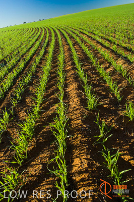 June 2007 / SA_RURAL_342__070615_ABB_224_070615