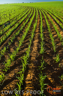 June 2007 / SA_RURAL_343__070615_ABB_223_070615