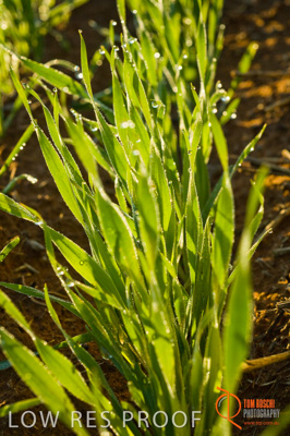 June 2007 / SA_RURAL_364__070615_ABB_152_070615