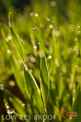 June 2007 / SA_RURAL_365__070615_ABB_151_070615