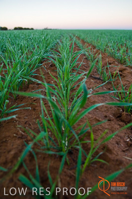 June 2007 / SA_RURAL_375__070615_ABB_115_070615