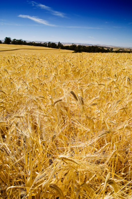 November 2006 / SA_RURAL_381__061109_Day's_004-061109